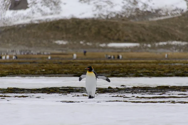 Königspinguine Auf Südgeorgien Insel — Stockfoto