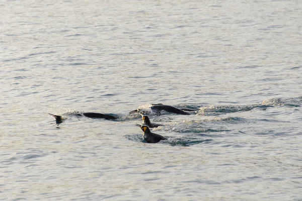Kral penguenler denizde yüzme
