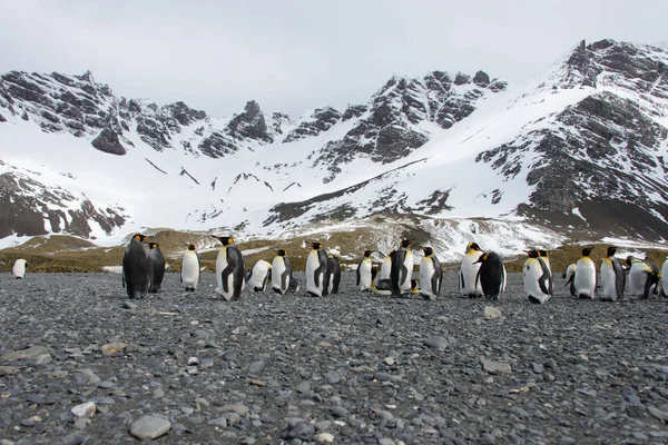 Pingouins Royaux Sur Île Géorgie Sud — Photo