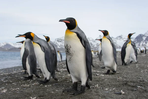 Königspinguine Auf Südgeorgien Insel — Stockfoto