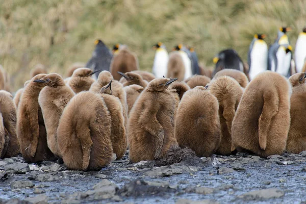 Hermoso Pingüino Rey Adulto — Foto de Stock