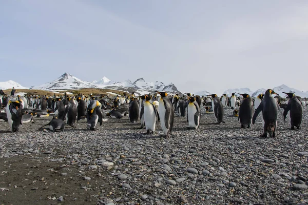 Király Pingvinek Dél Georgia Szigetre — Stock Fotó