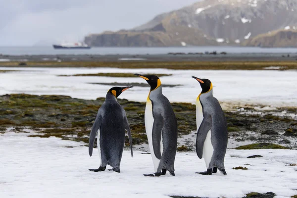 サウス ジョージア島のキング ペンギン — ストック写真