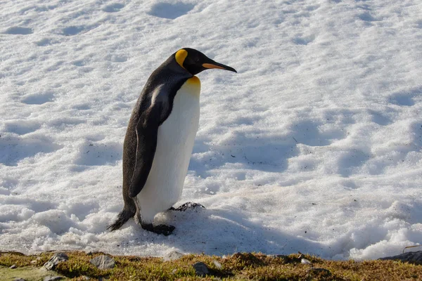 Pinguins Rei Geórgia Sul — Fotografia de Stock