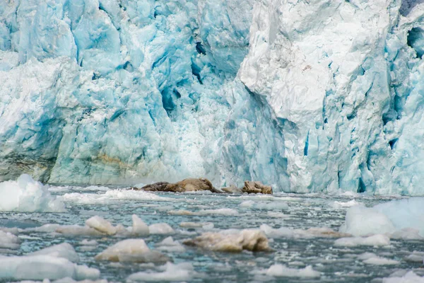 Arktická Krajina Svalbard — Stock fotografie