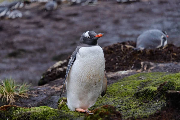 Nedves Gentoo Penguine Zöld Fűben Esős Időjárás — Stock Fotó
