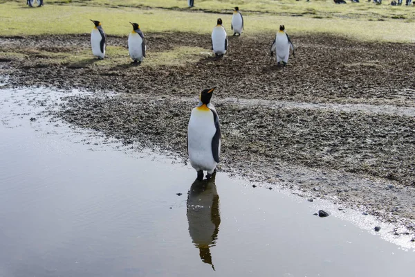 Königspinguine Mit Reflexion — Stockfoto