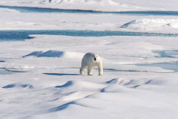 Oso Polar Paquete Hielo —  Fotos de Stock