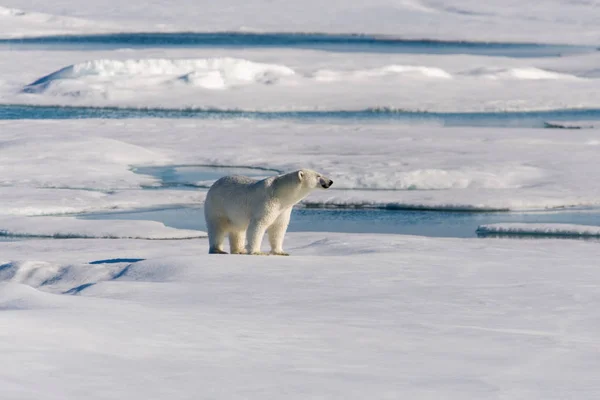 Oso Polar Paquete Hielo — Foto de Stock