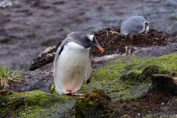 Pingouin Doux Humide Dans Herbe Verte Par Temps Pluvieux — Photo