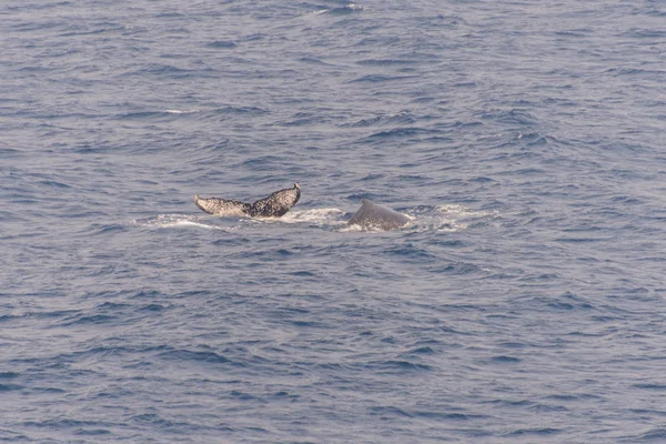 Humpback whale fin in the sea