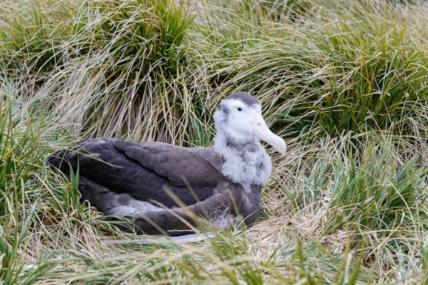 Albatros Csaj Fészekben — Stock Fotó