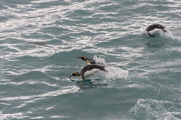 Pinguini Che Nuotano Acqua — Foto Stock