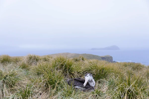 Albatros Polluelo Nido — Foto de Stock