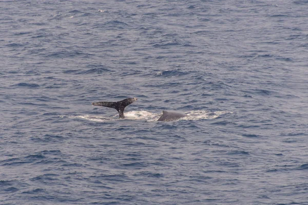 Humpback whale fin in the sea