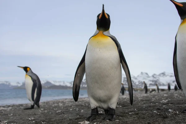 Pinguins Rei Ilha Geórgia Sul — Fotografia de Stock