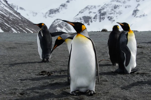 Pinguins Rei Ilha Geórgia Sul — Fotografia de Stock