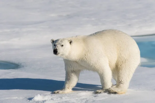 Polar Bear Pack Ice — Stock Photo, Image