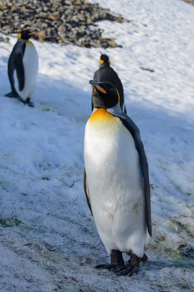 Koning Pinguins Zuid Georgië — Stockfoto