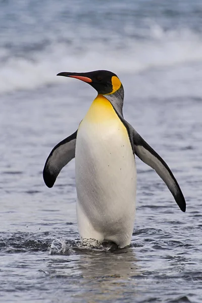 Rei Pinguim Saindo Mar — Fotografia de Stock