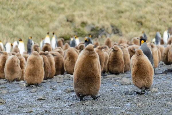 Belo Pinguim Rei Adulto — Fotografia de Stock