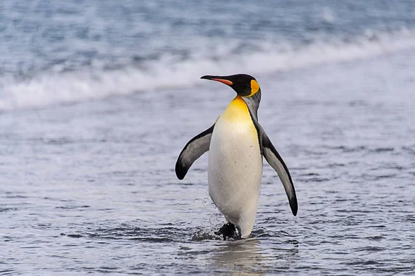 Rei Pinguim Saindo Mar — Fotografia de Stock