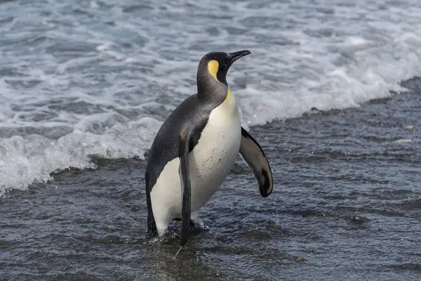 Koning Pinguïn Gaande Van Zee — Stockfoto