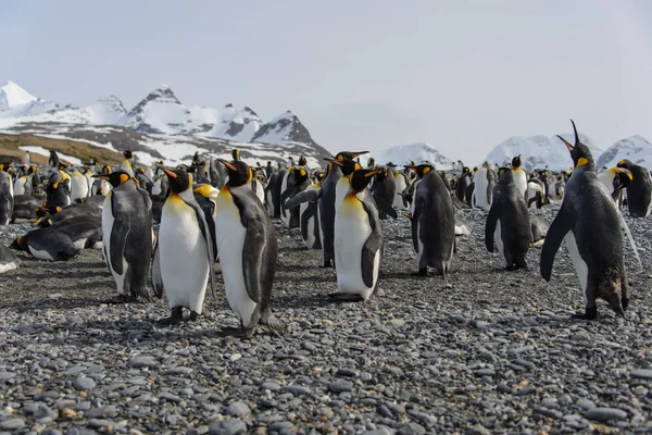 Király Pingvinek Dél Georgia Szigetre — Stock Fotó