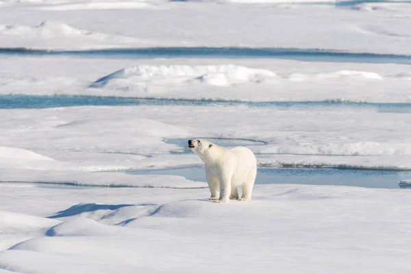 Oso Polar Paquete Hielo —  Fotos de Stock