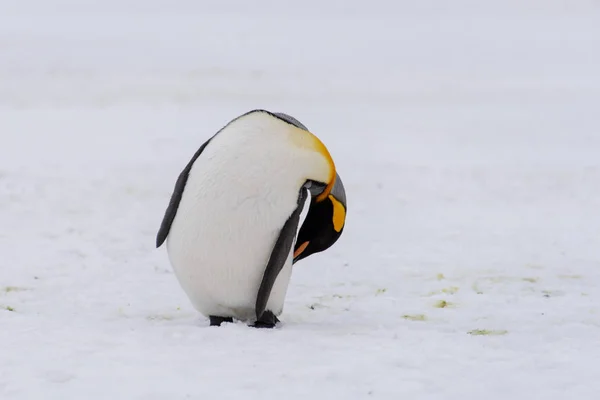 Pingouins Royaux Sur Île Géorgie Sud — Photo