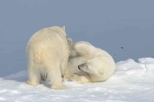 Два Полярний Ведмідь Дитинчат Граючи Разом Льоду Півночі Svalbard — стокове фото