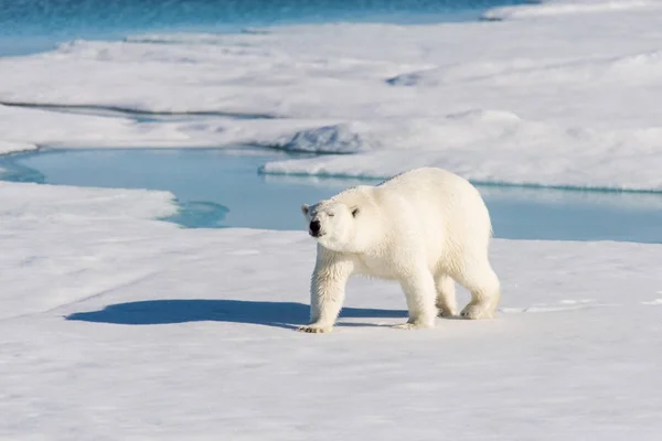 Urso Polar Embalagem Gelo — Fotografia de Stock