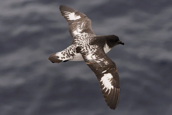 Petrel Antártico Thalassoica Antarctica — Fotografia de Stock