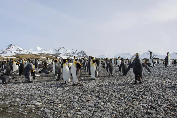 Pinguins Rei Ilha Geórgia Sul — Fotografia de Stock