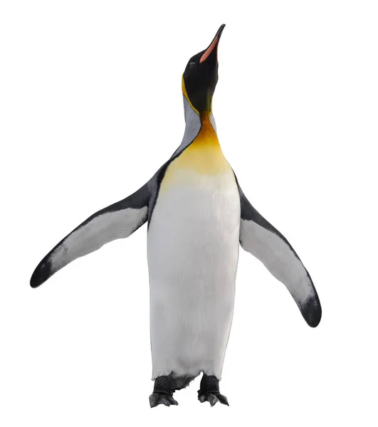 Prachtige Volwassen Koning Pinguïn — Stockfoto