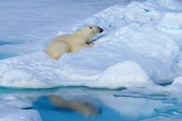 Urso Polar Gelo — Fotografia de Stock