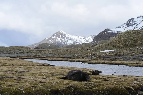 Königspinguine Auf Südgeorgien — Stockfoto