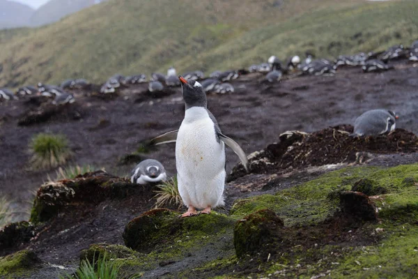 雨の日の緑の草にウェットの Gentoo ペンギン — ストック写真