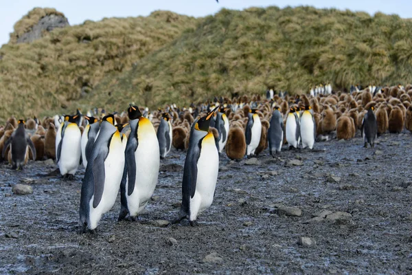 Prachtige Volwassen Koning Pinguïn — Stockfoto