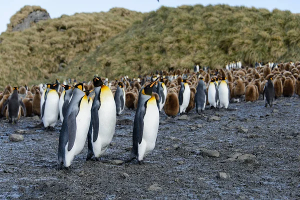 Güzel Yetişkin Kral Penguen — Stok fotoğraf