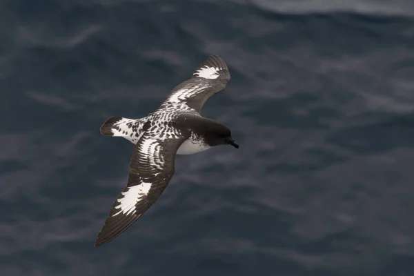 Antarktické Petrel Thalassoica Antarktida — Stock fotografie