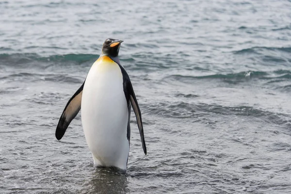 Roi Pingouin Allant Mer — Photo