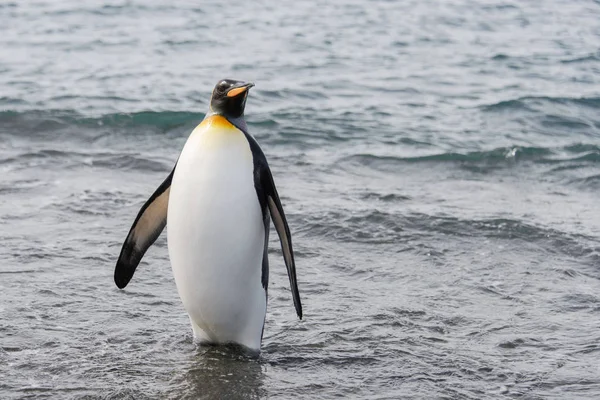 Kung Pingvin Kommer Från Havet — Stockfoto