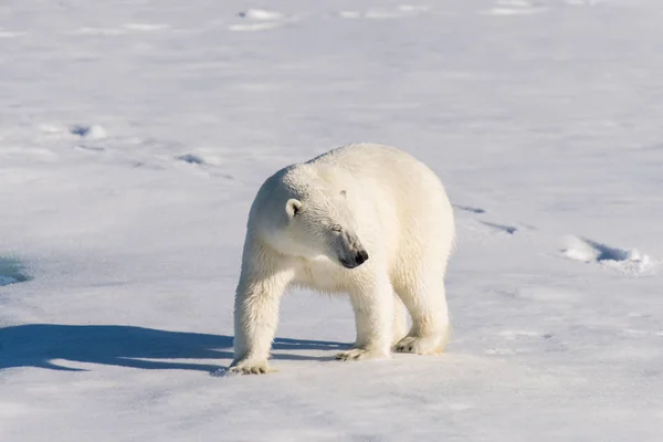 Oso Polar Paquete Hielo Fotos De Stock Sin Royalties Gratis