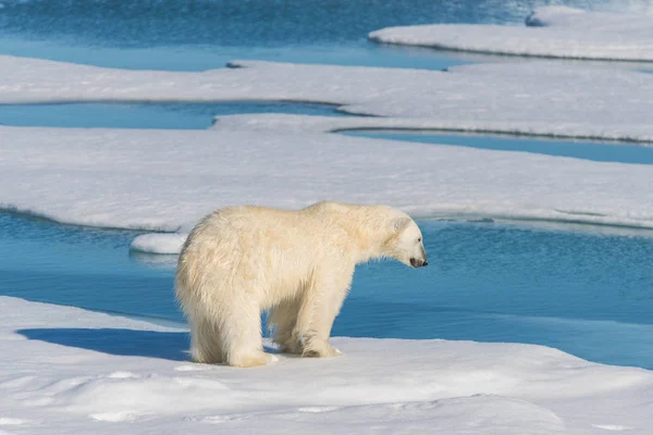 Белый Медведь Паковом Льду Лицензионные Стоковые Фото