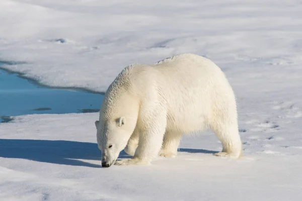 Eisbär Packeis Stockfoto