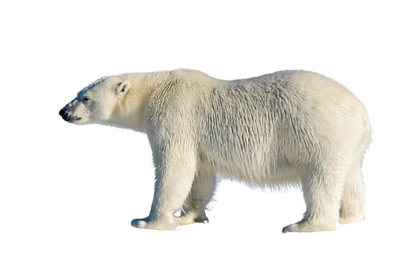 Polar Bear Ursus Maritimus Isolated White Background — Stock Photo, Image