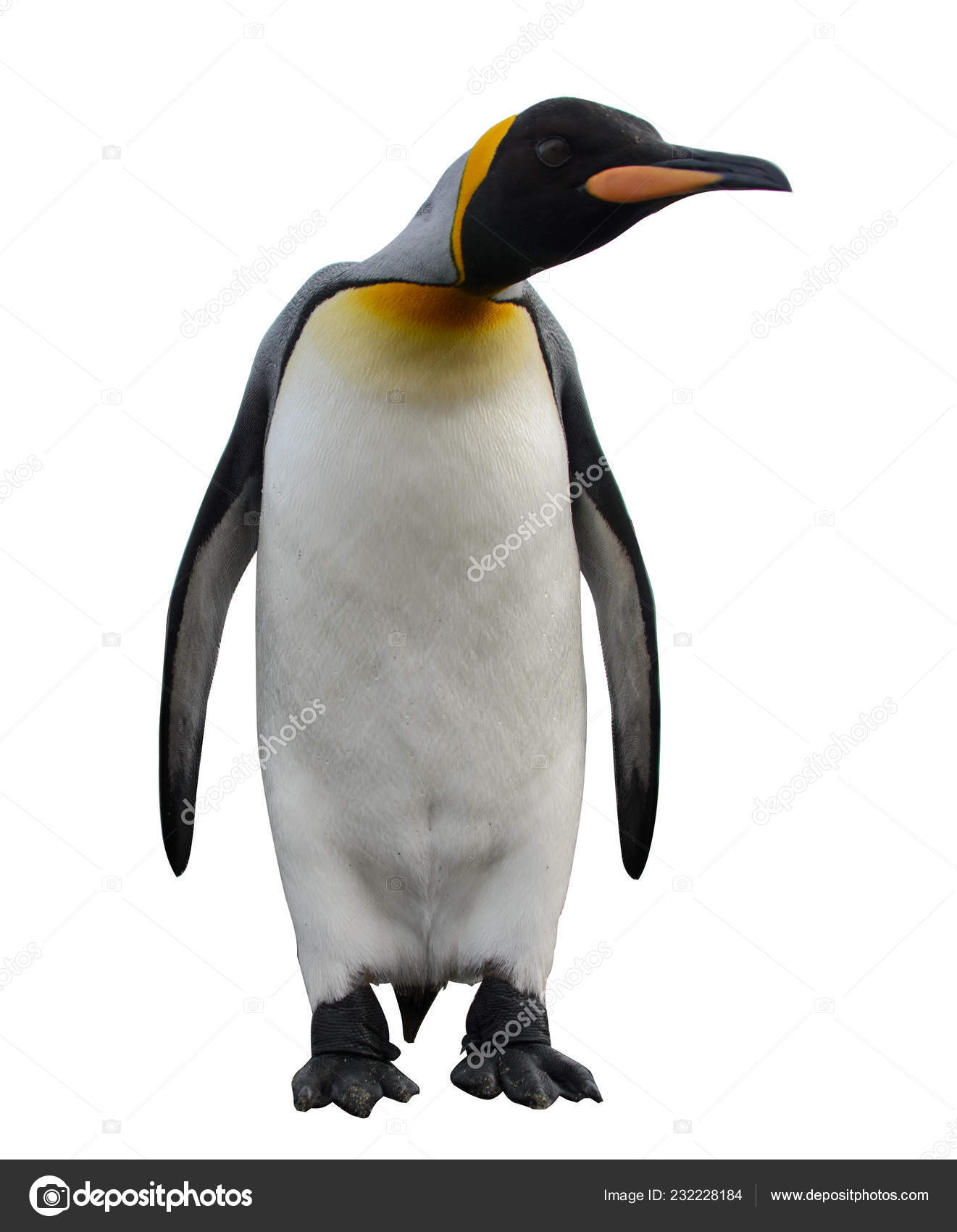 King Penguins South Georgia Island Stock Photo by ©Alexey_Seafarer