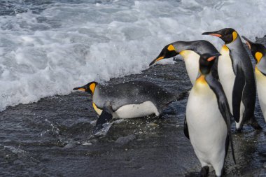 Denizden mi Kral penguenler