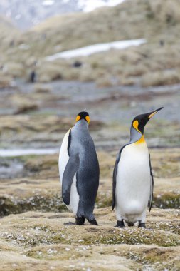 Kral penguenler Güney Georgia üzerinde